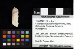 Foto (Objket + Etiketten) von Cracensigillatus acutirostris (Moericke, 1889) 